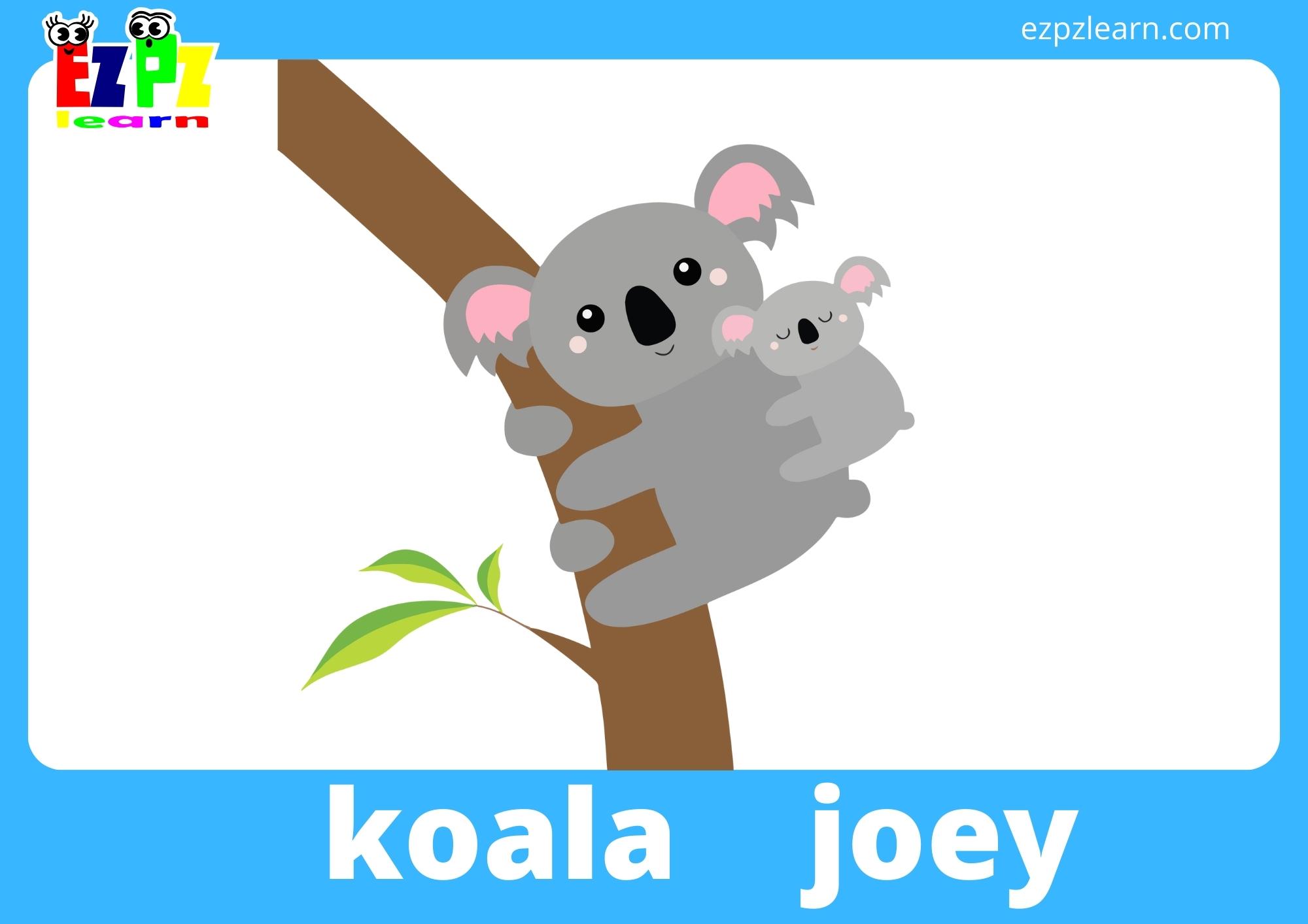 koala and joey